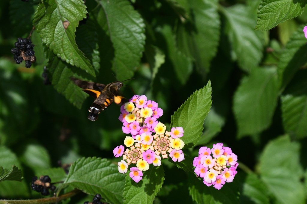 221021bおふさ観音30