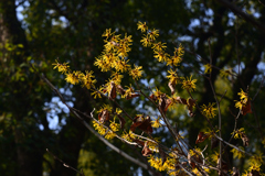 220312a京都植物園03