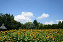 220807馬見丘陵公園34