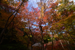 211119b祇王寺21