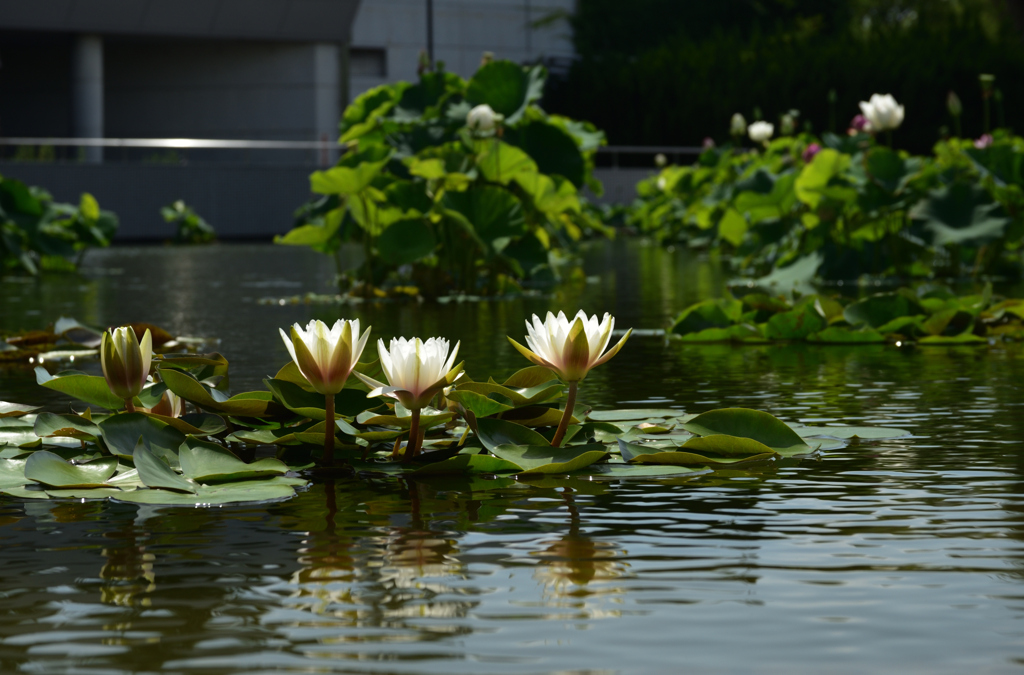 200702鶴見緑地53