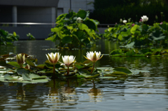 200702鶴見緑地53