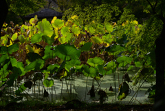 241025京都植物園33