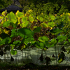 241025京都植物園33