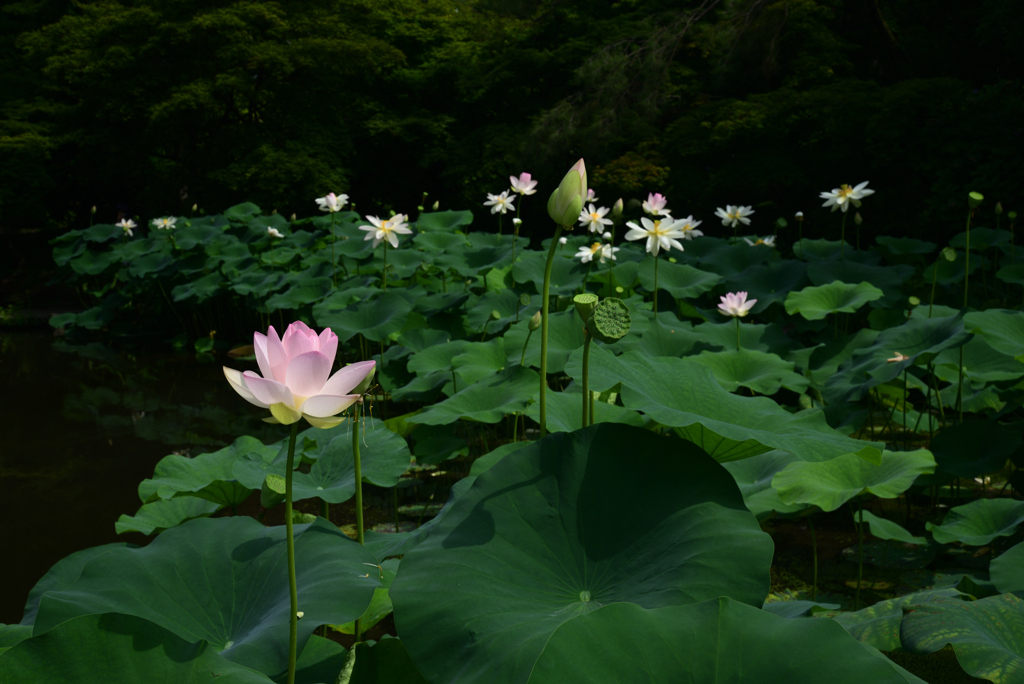 220711京都植物園10