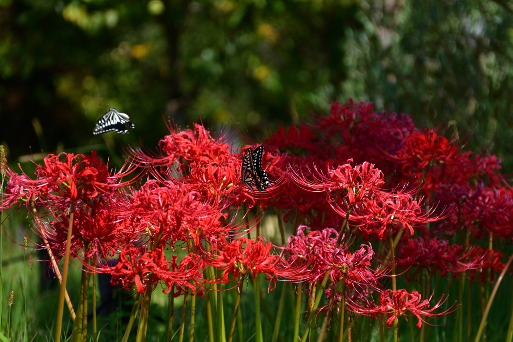 210925長居植物園03