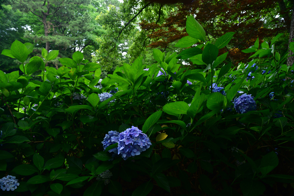 240622長居植物園39