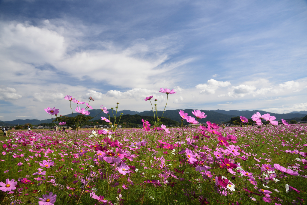 191023藤原宮跡72