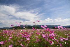 191023藤原宮跡72