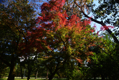 221118b京都御苑37