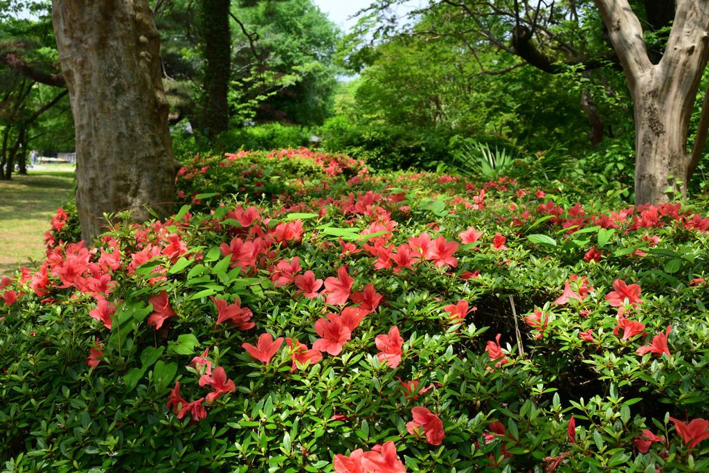 250601京都植物園20