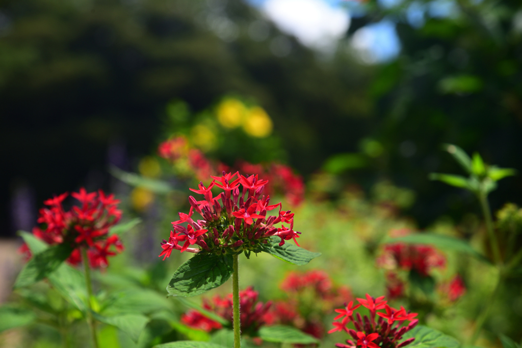 230825京都植物園59