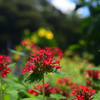 230825京都植物園59