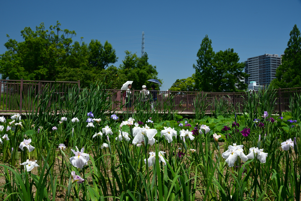 250605a白鷺公園14
