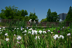 250605a白鷺公園14