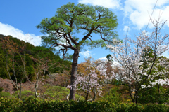 250403f南禅寺24