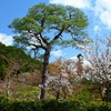 250403f南禅寺24