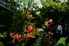 180721a法金剛院01+