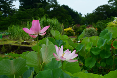 250708京都植物園63