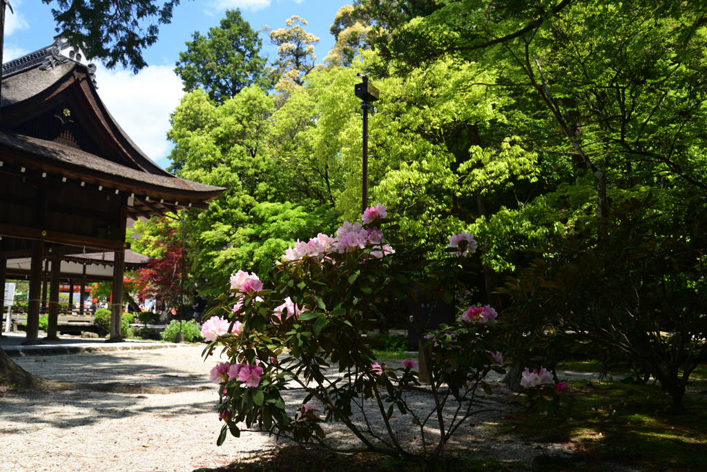 220503a上賀茂神社22