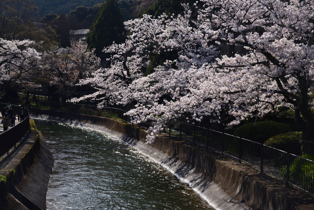 200402b山科疎水04