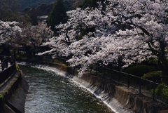 200402b山科疎水04