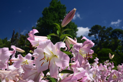 240705京都植物園11