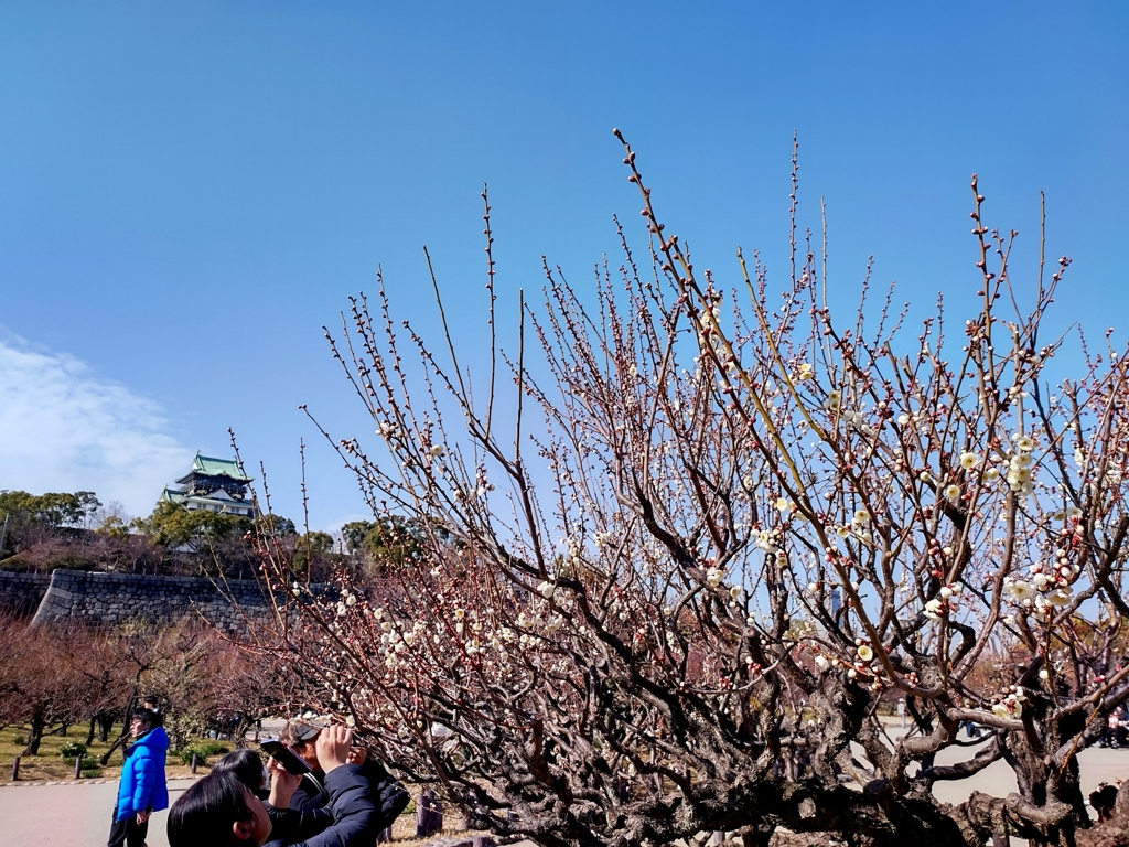 250215大阪城2