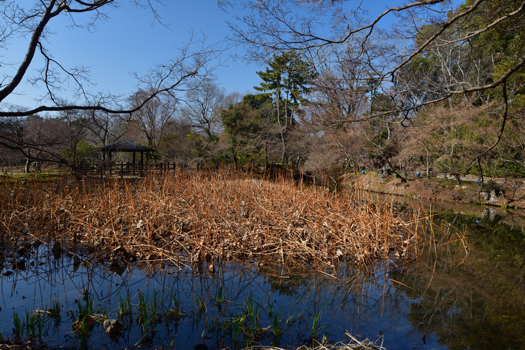 260117a京都植物園22