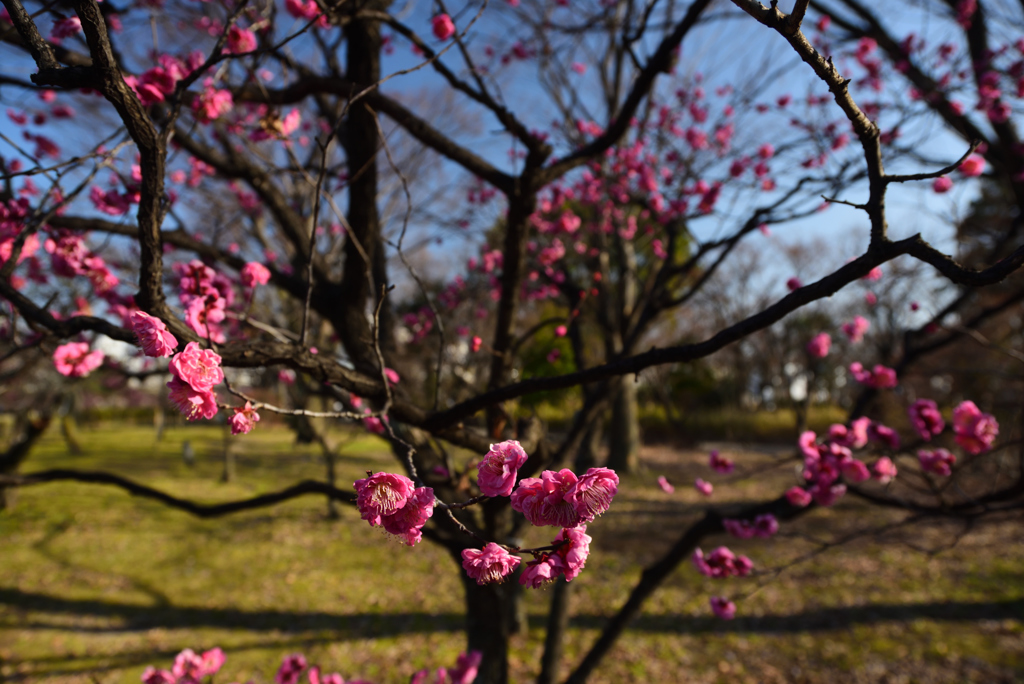 190205d梅小路公園13