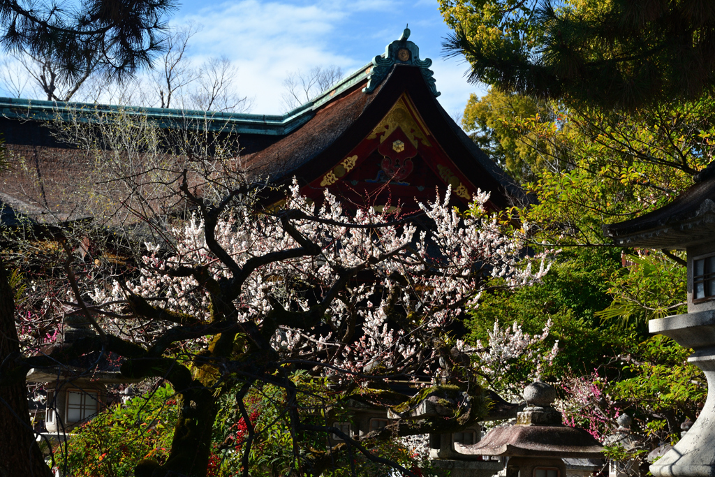 240217b北野天満宮48