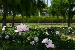 200524長居植物園43