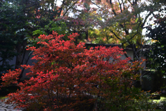 241123b金福寺01
