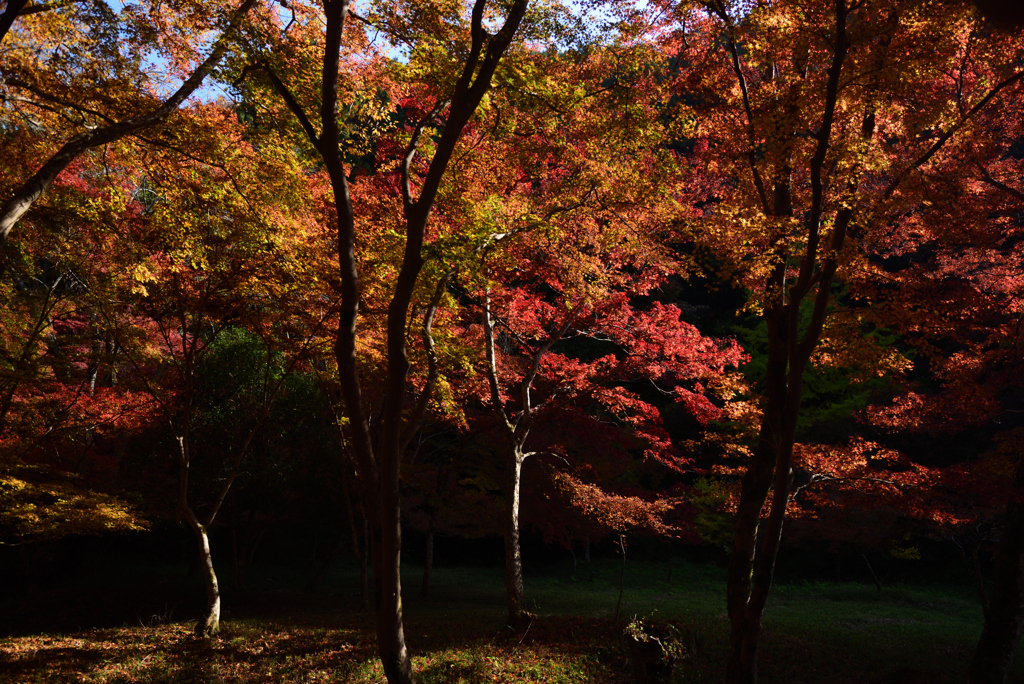 201117正暦寺61