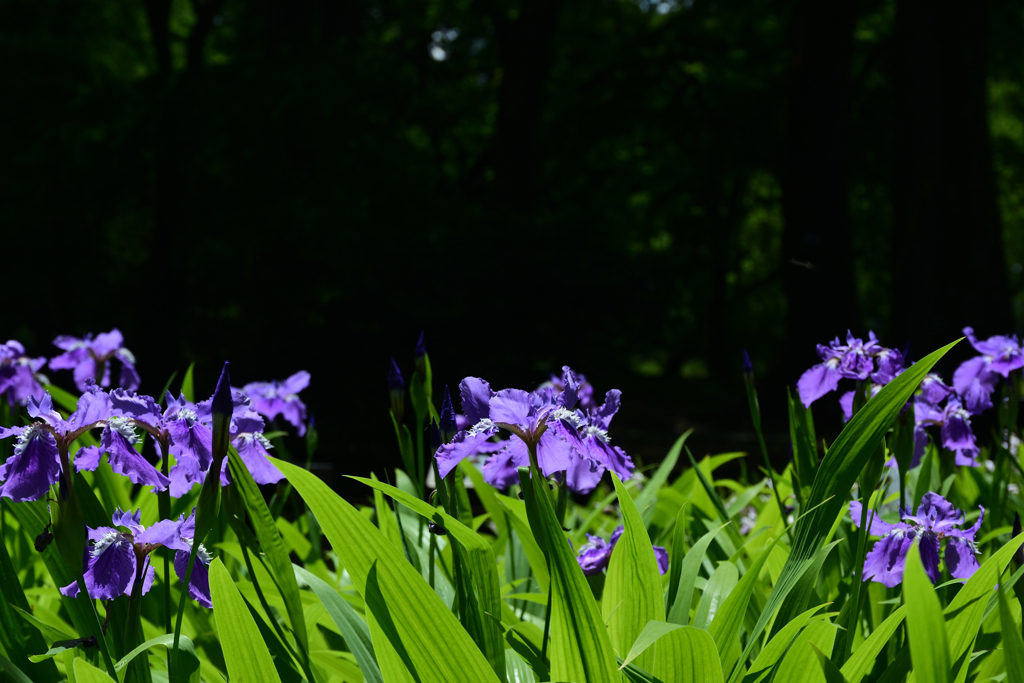 250504京都植物園70