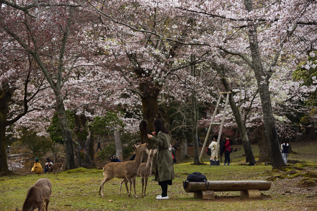 190402奈良公園48