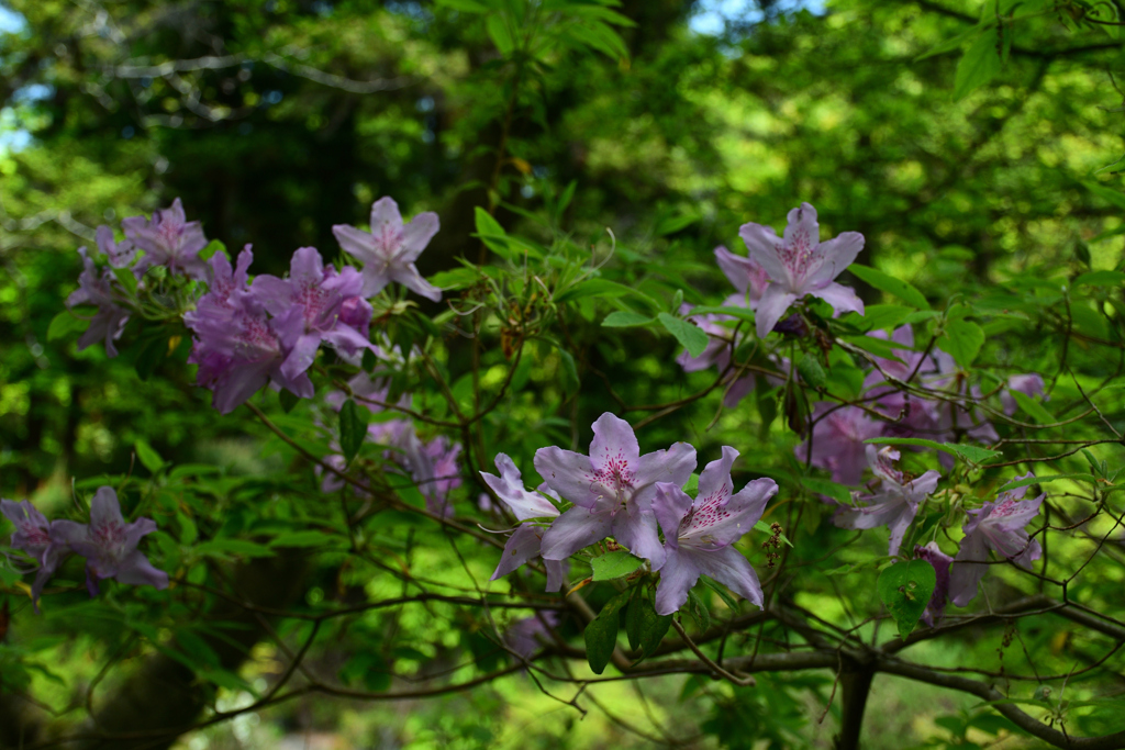 250504京都植物園35
