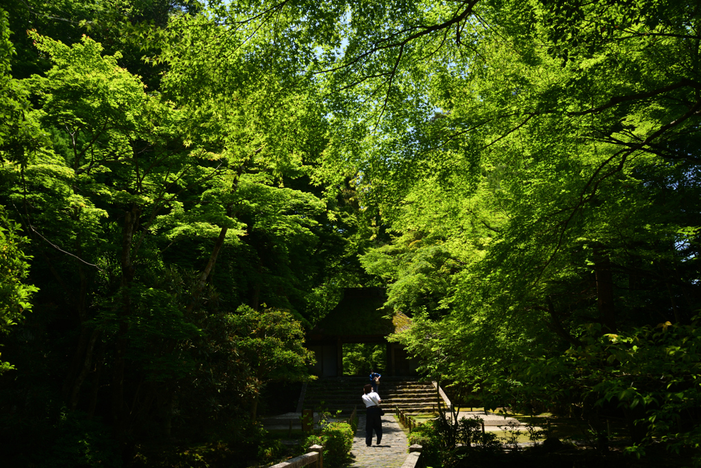 220529a法然院09