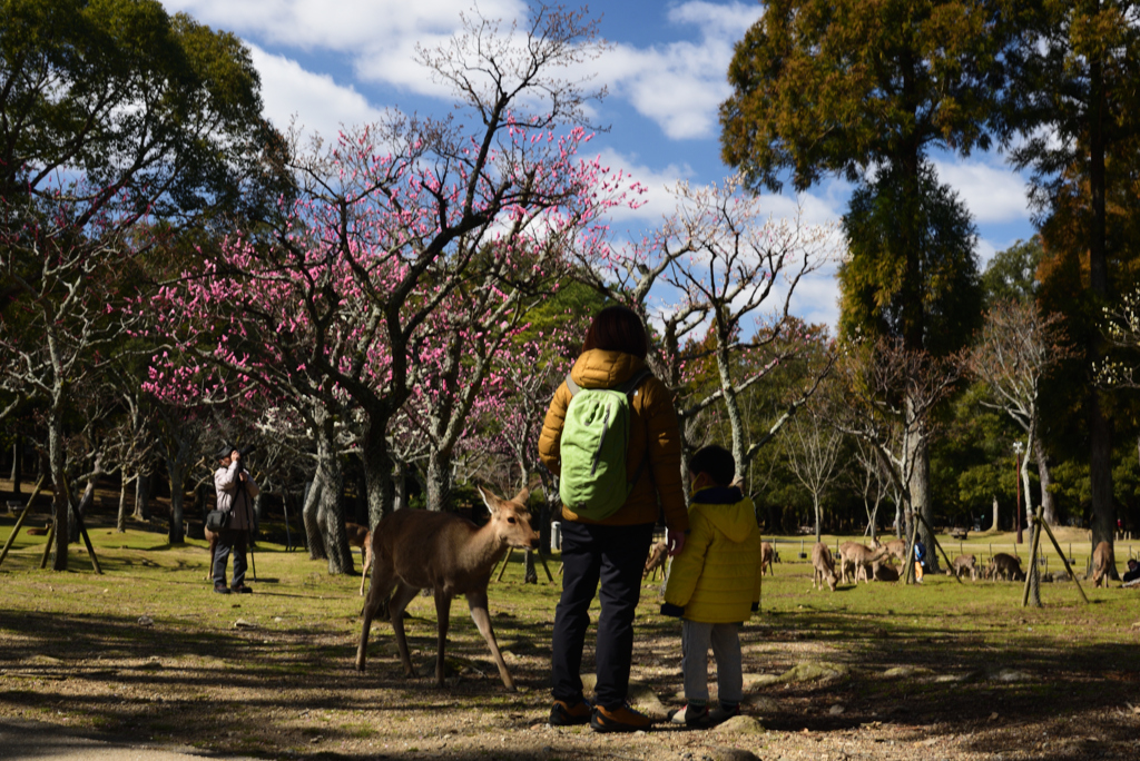 200306a奈良公園14