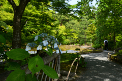 230527b宝厳院18