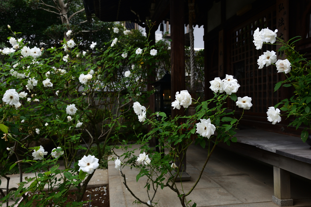 211018おふさ観音78