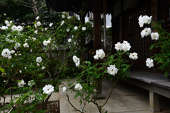 211018おふさ観音78