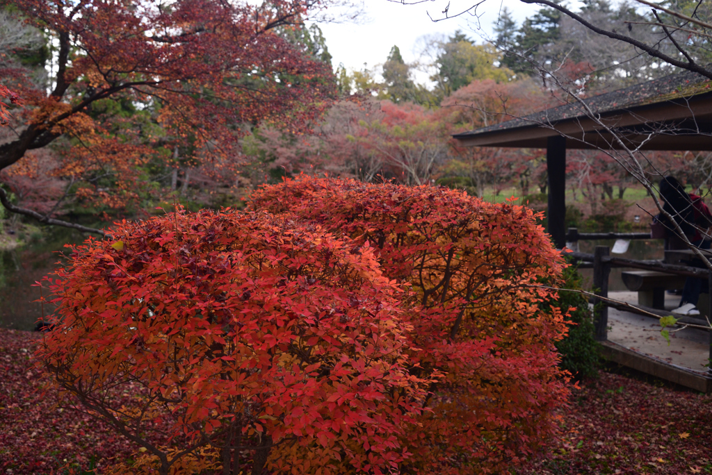 211204京都植物園20