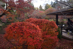 211204京都植物園20