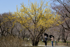 230311京都植物園30