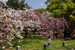 190422b京都御苑05