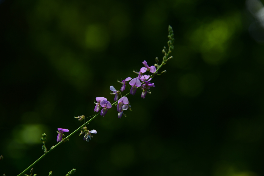 240914京都植物園27