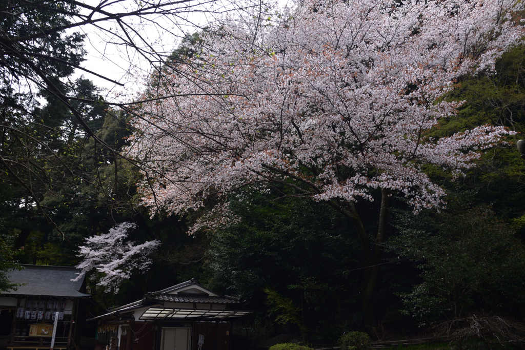 200403c小倉神社56