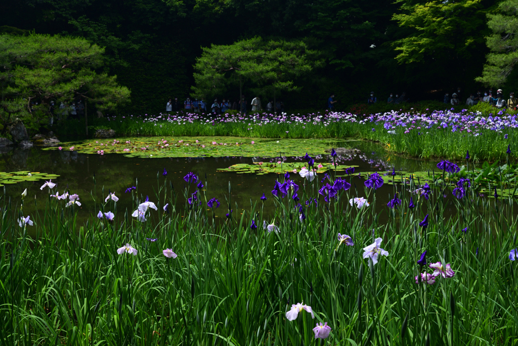 220607平安神宮14