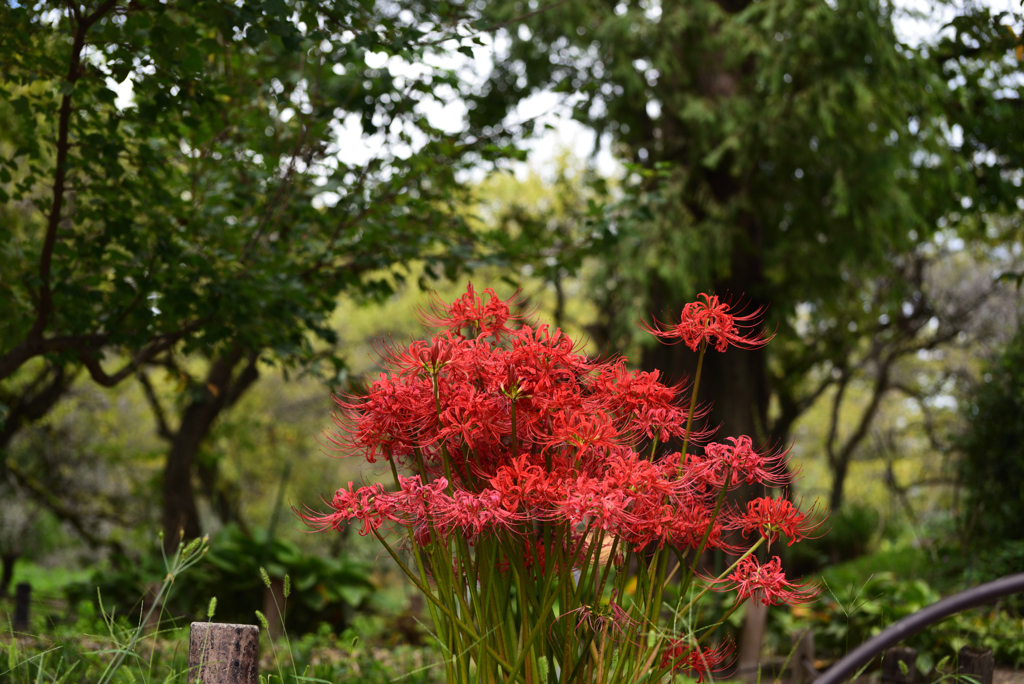 191004京都植物園54